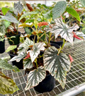 Angel Wing Begonia